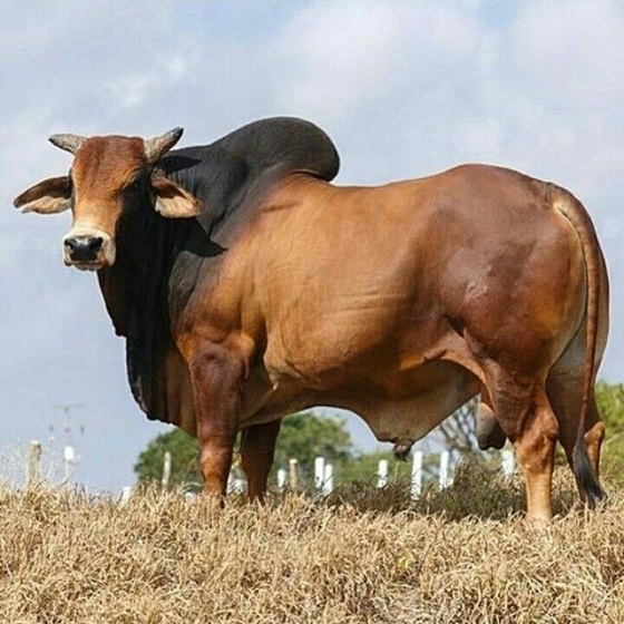 Punganur-cow-10