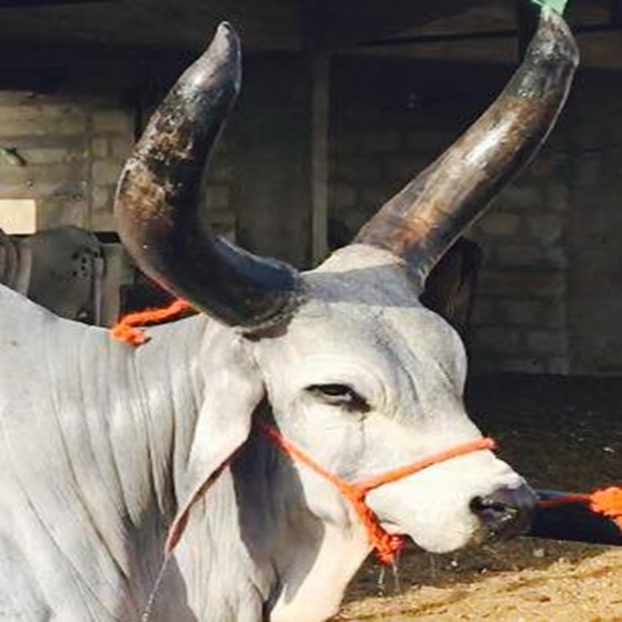 Punganur-cow-9